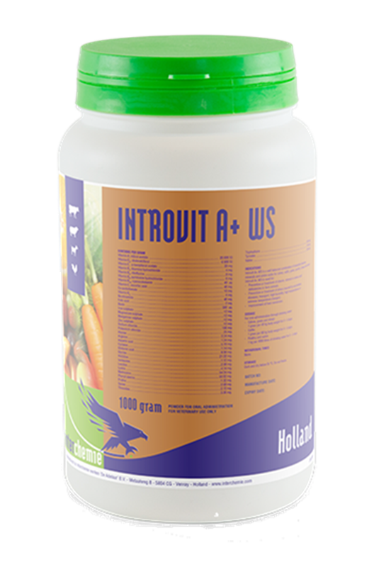 Interchemie Introvit A+ WS Powder (1000 g)